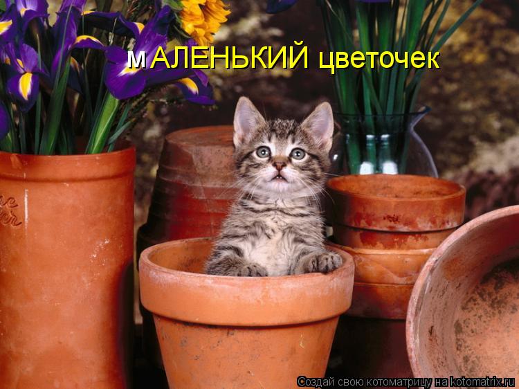 АЛЕНЬКИЙ цветочек м... Котоматрица: АЛЕНЬКИЙ цветочек м
