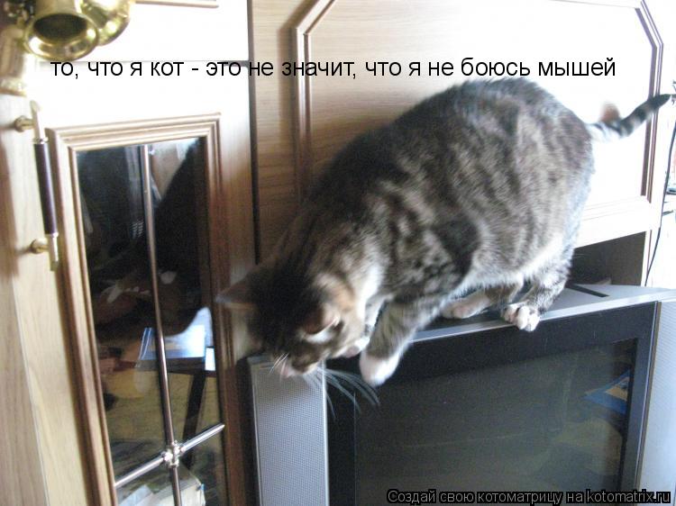 то, что я кот - это не значит, что я не боюсь мышей... Котоматрица: то, что я кот - это не значит, что я не боюсь мышей