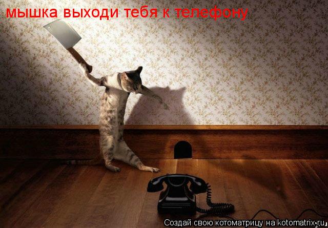 мышка выходи тебя к телефону... Котоматрица: мышка выходи тебя к телефону