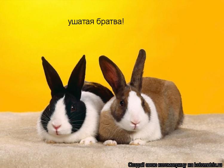 ушатая братва!... Котоматрица: ушатая братва!