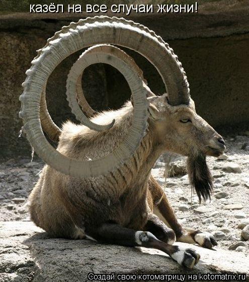 казёл на все случаи жизни!... Котоматрица: казёл на все случаи жизни!