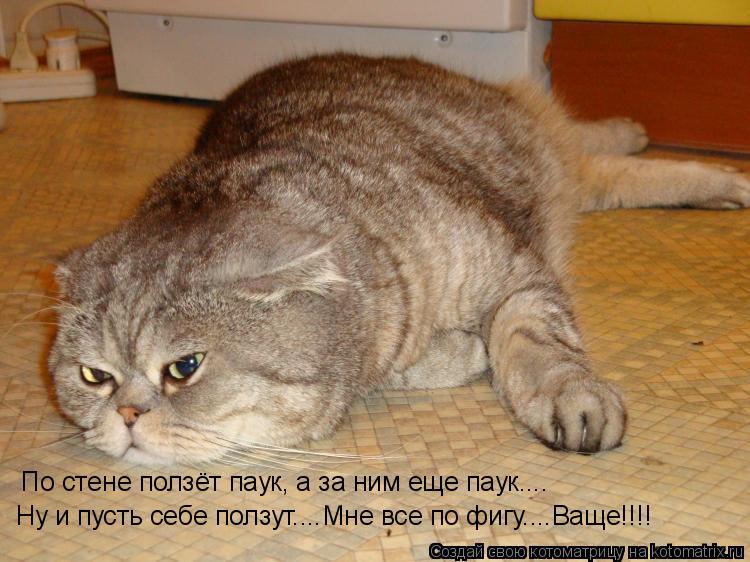 По стене ползёт паук, а за ним еще паук.... Ну и пусть себе ползут....Мне все по фигу....Ваще!!!!... Котоматрица: По стене ползёт паук, а за ним еще паук.... Ну и пусть себе ползут....Мне все по фигу....Ваще!!!!