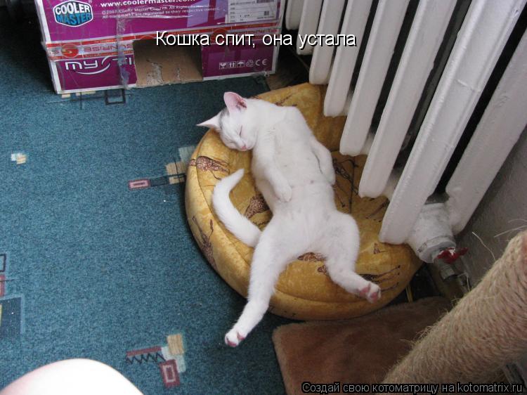 Котоматрица: Кошка спит, она устала