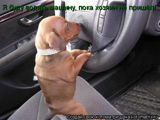 Котоматрица: Я буду водить машину, пока хозяин не пришёл!