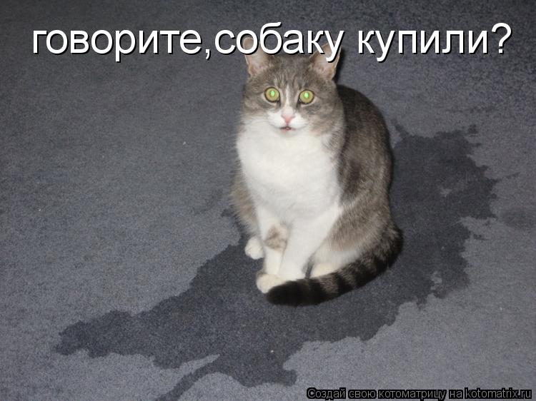 Котоматрица: говорите,собаку купили?