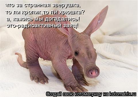Котоматрица: что за странная зверушка, то ли кролик,то ли хрюшка? а, кажись мы догадались! это-радиоактивный заяц!