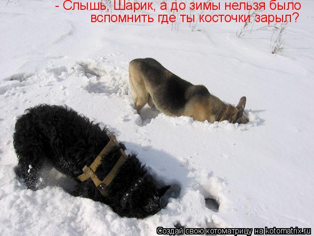 Котоматрица: - Слышь, Шарик, а до зимы нельзя было вспомнить где ты косточки зарыл?