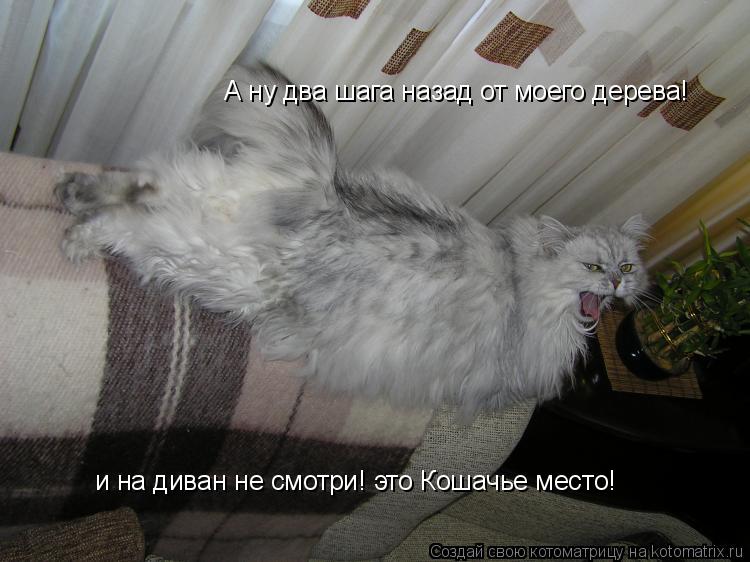 Котоматрица: А ну два шага назад от моего дерева! и на диван не смотри! это Кошачье место!