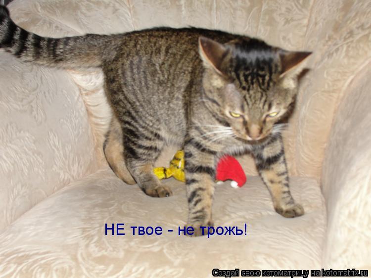НЕ твое - не трожь!... Котоматрица: НЕ твое - не трожь!