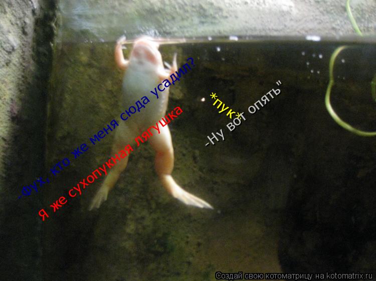 -Фух, кто же меня сюда усадил? Я же сухопукная лягушка *пук* -Ну вот опять" -Фух, кто же меня сюда ус... Котоматрица: -Фух, кто же меня сюда усадил? Я же сухопукная лягушка *пук* -Ну вот опять" -Фух, кто же меня сюда усадил? Я же сухопукная лягушка *пук* -Ну вот о