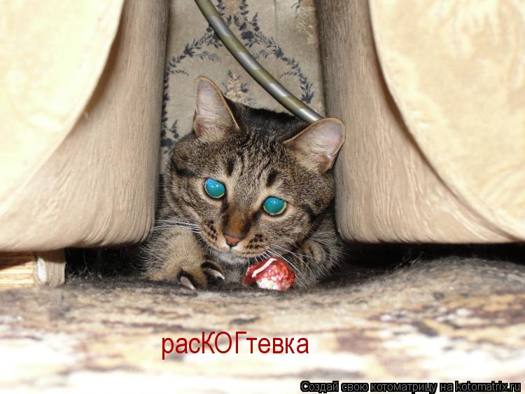расКОГтевка... Котоматрица: расКОГтевка