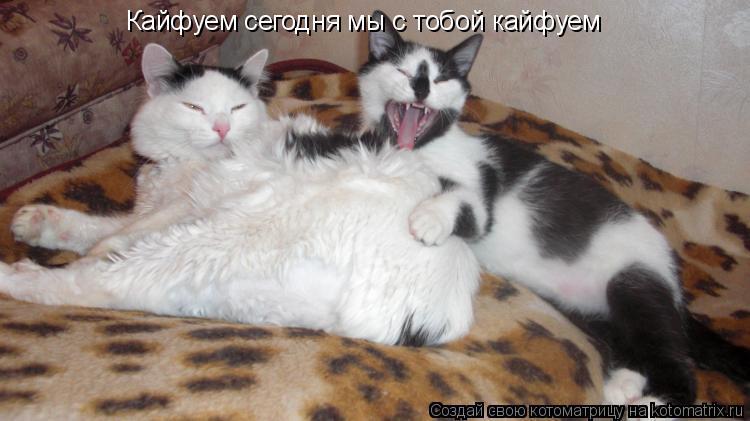 Кайфуем сегодня мы с тобой кайфуем... Котоматрица: Кайфуем сегодня мы с тобой кайфуем
