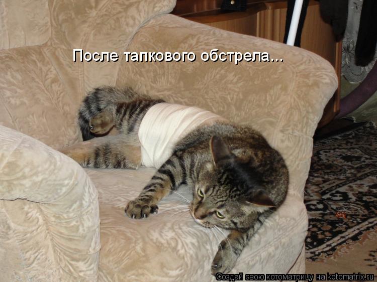 После тапкового обстрела...... Котоматрица: После тапкового обстрела...