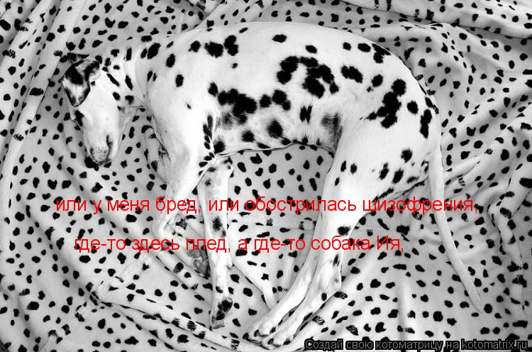 или у меня бред, или обострилась шизофрения, где-то здесь плед, а где-то собака Ия,... Котоматрица: или у меня бред, или обострилась шизофрения, где-то здесь плед, а где-то собака Ия,