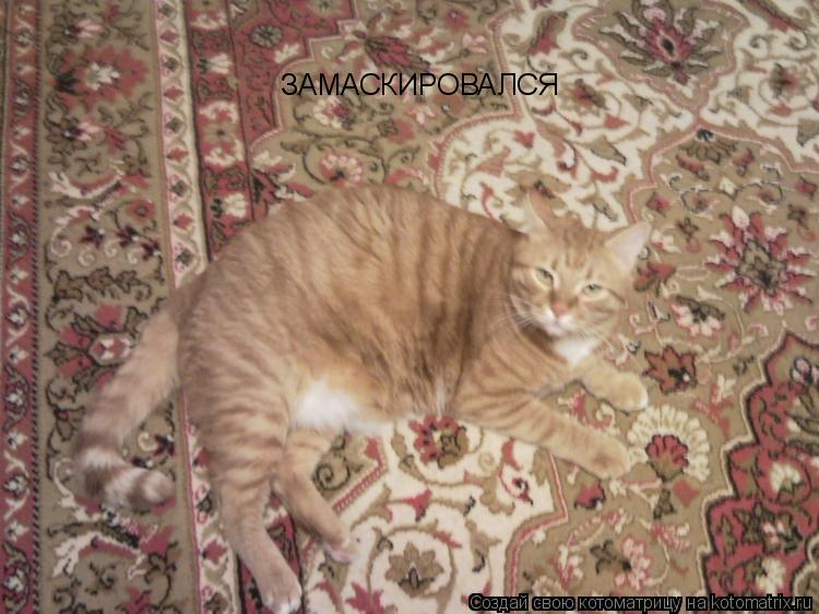 ЗАМАСКИРОВАЛСЯ... Котоматрица: ЗАМАСКИРОВАЛСЯ