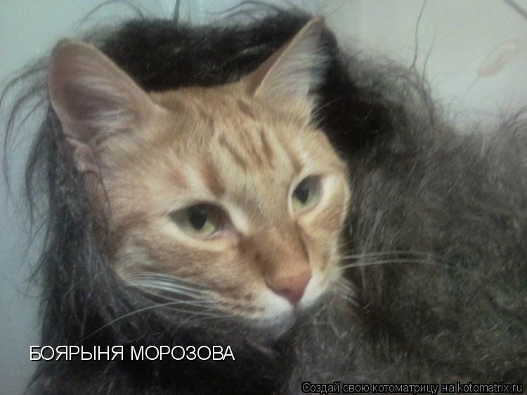 БОЯРЫНЯ МОРОЗОВА... Котоматрица: БОЯРЫНЯ МОРОЗОВА