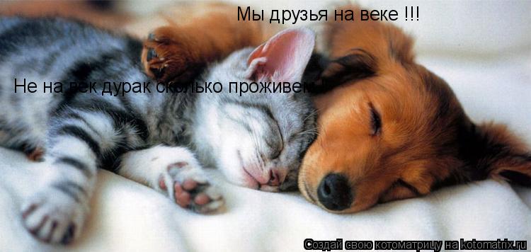 Мы друзья на веке !!! Не на век дурак сколько проживем !... Котоматрица: Мы друзья на веке !!! Не на век дурак сколько проживем !