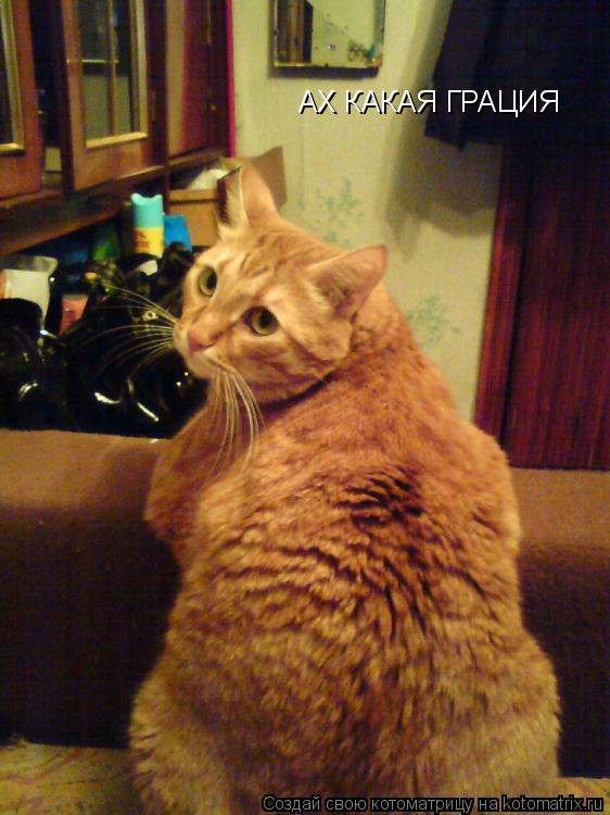 АХ КАКАЯ ГРАЦИЯ... Котоматрица: АХ КАКАЯ ГРАЦИЯ