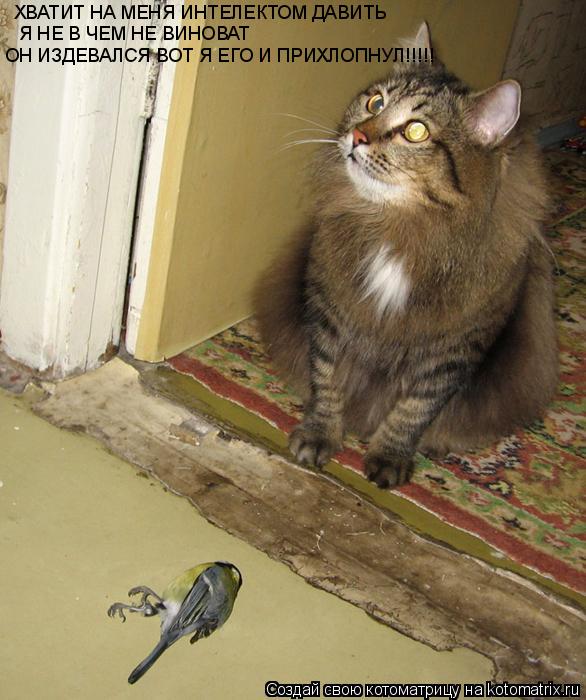 ХВАТИТ НА МЕНЯ ИНТЕЛЕКТОМ ДАВИТЬ Я НЕ В ЧЕМ НЕ ВИНОВАТ ОН ИЗДЕВАЛСЯ ВОТ Я ЕГО И ПРИХЛОПНУЛ!!!!!... Котоматрица: ХВАТИТ НА МЕНЯ ИНТЕЛЕКТОМ ДАВИТЬ Я НЕ В ЧЕМ НЕ ВИНОВАТ ОН ИЗДЕВАЛСЯ ВОТ Я ЕГО И ПРИХЛОПНУЛ!!!!!