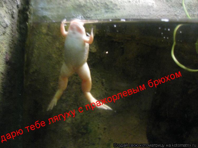 дарю тебе лягуху с пражорлевым брюхом... Котоматрица: дарю тебе лягуху с пражорлевым брюхом