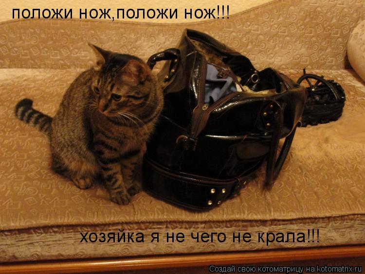 Котоматрица: положи нож,положи нож!!! хозяйка я не чего не крала!!!
