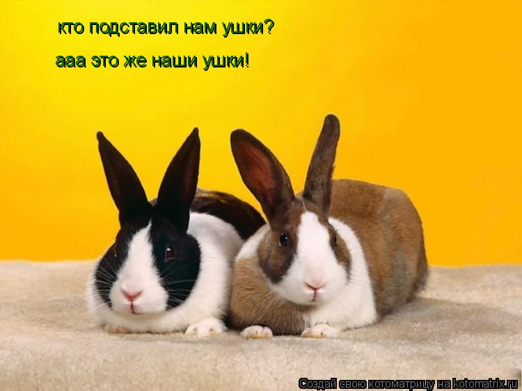 Котоматрица: кто подставил нам ушки? ааа это же наши ушки!