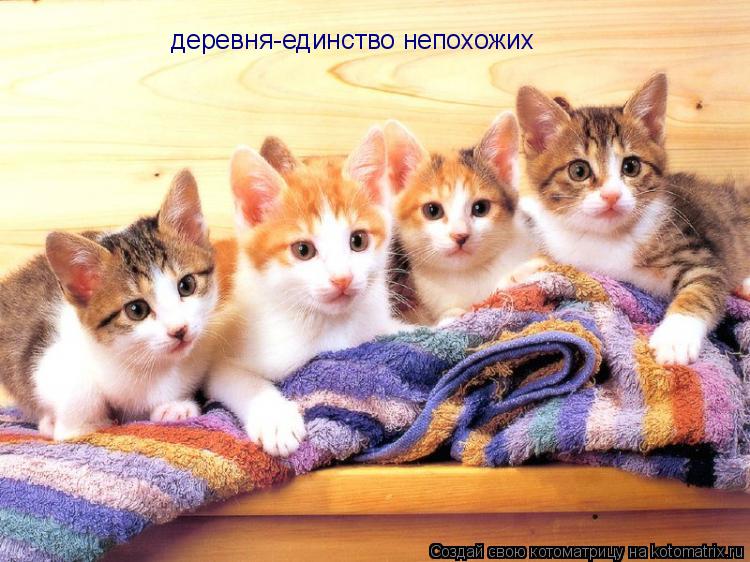 Котоматрица: деревня-единство непохожих