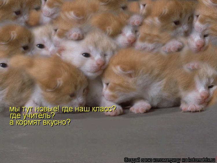Котоматрица: мы тут новые! где наш класс? где учитель? а кормят вкусно?