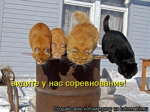 Котоматрица: видите у нас соревнование!