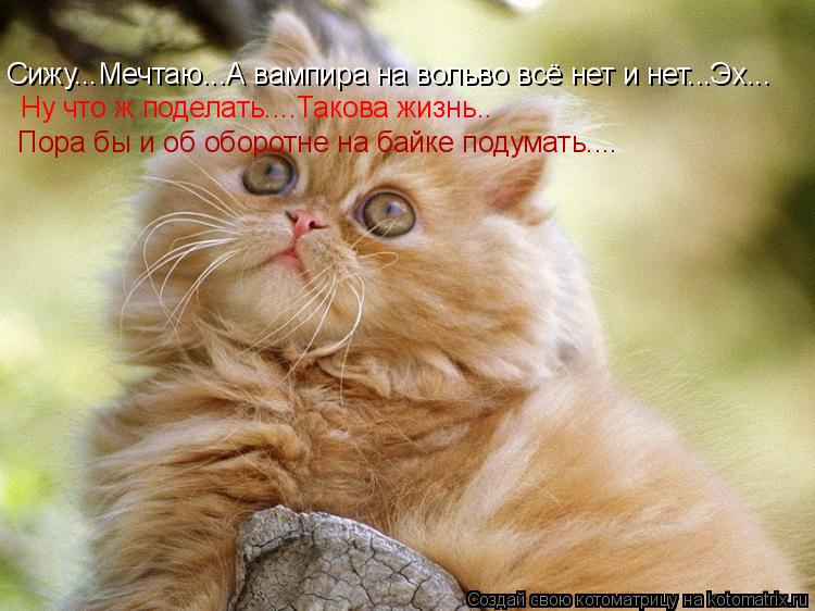 Котоматрица: Сижу...Мечтаю...А вампира на вольво всё нет и нет...Эх...Тогда буду об оборотне на байке мечтать... Сижу...Мечтаю...А вампира на вольво всё нет и не