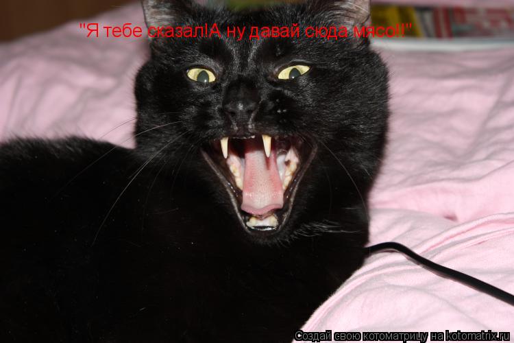 Котоматрица: "Я тебе сказал!А ну давай сюда мясо!!"