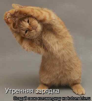 Утренняя зарядка... Котоматрица: Утренняя зарядка