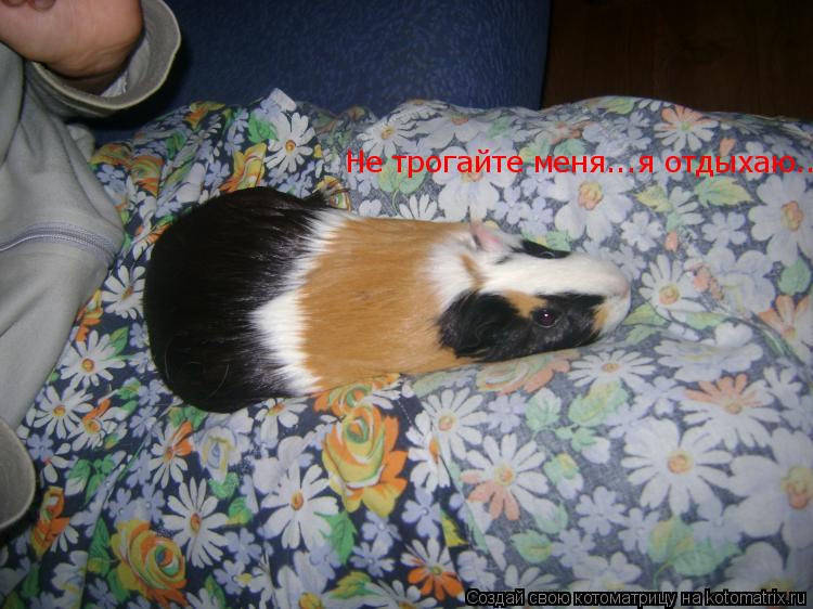 Котоматрица: Не трогайте меня...я отдыхаю...
