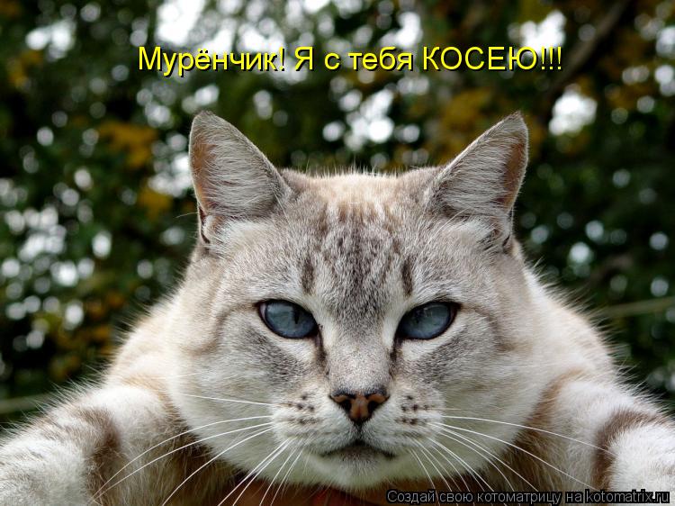 Котоматрица: Мурёнчик! Я с тебя КОСЕЮ!!!