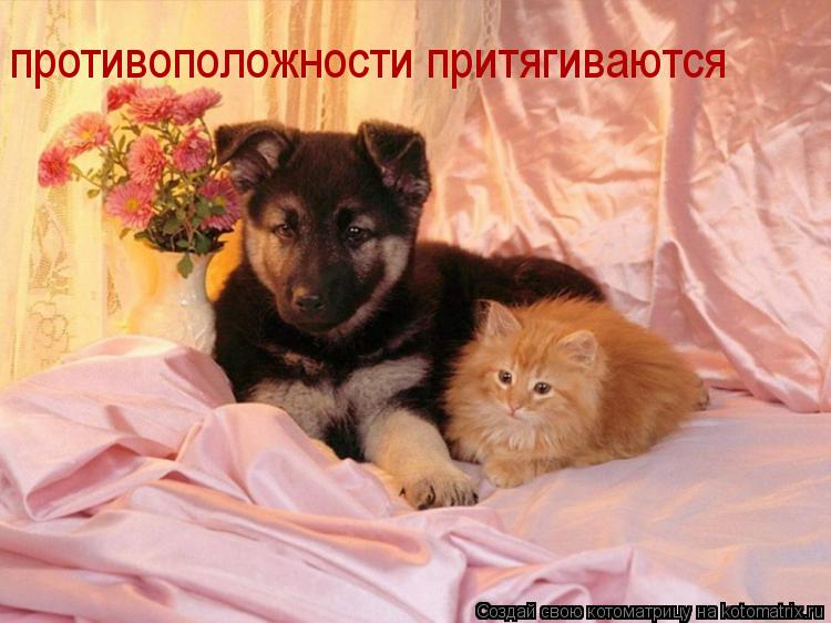 Котоматрица: противоположности притягиваются