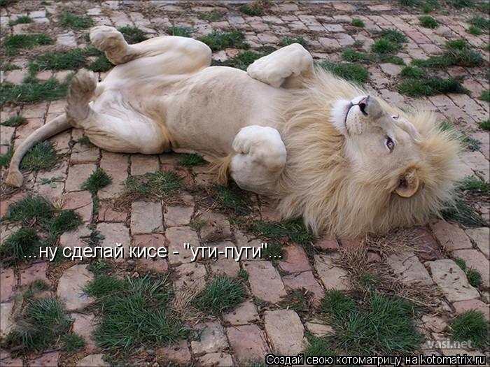 Котоматрица: ...ну сделай кисе - "ути-пути"...