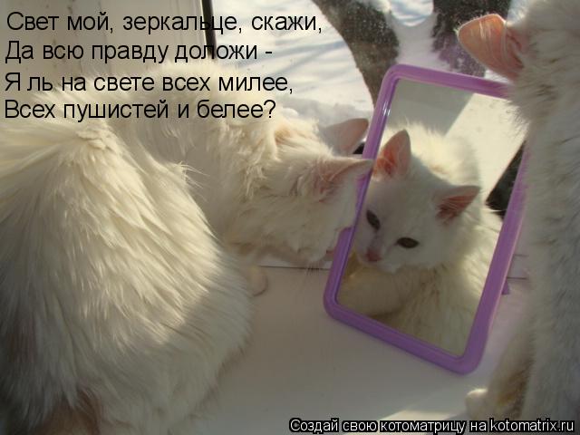 Свет мой, зеркальце, скажи, Да всю правду доложи - Я ль на свете всех милее, Всех пушистей и белее?... Котоматрица: Свет мой, зеркальце, скажи, Да всю правду доложи - Я ль на свете всех милее, Всех пушистей и белее?