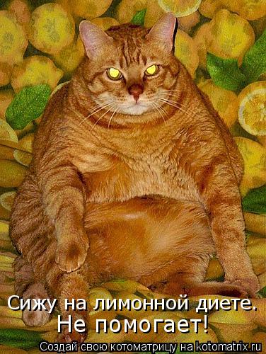 Сижу на лимонной диете. Не помогает!... Котоматрица: Сижу на лимонной диете. Не помогает!