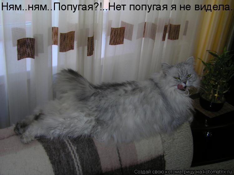 Котоматрица: Ням..ням..Попугая?!..Нет попугая я не видела...