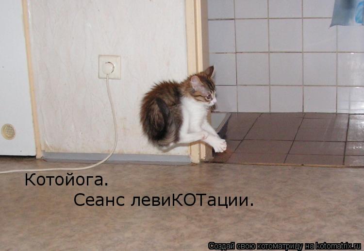 Котойога. Сеанс левиКОТации.... Котоматрица: Котойога. Сеанс левиКОТации.