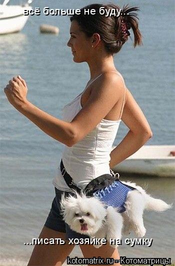 всё больше не буду... ...писать хозяйке на сумку... Котоматрица: всё больше не буду... ...писать хозяйке на сумку