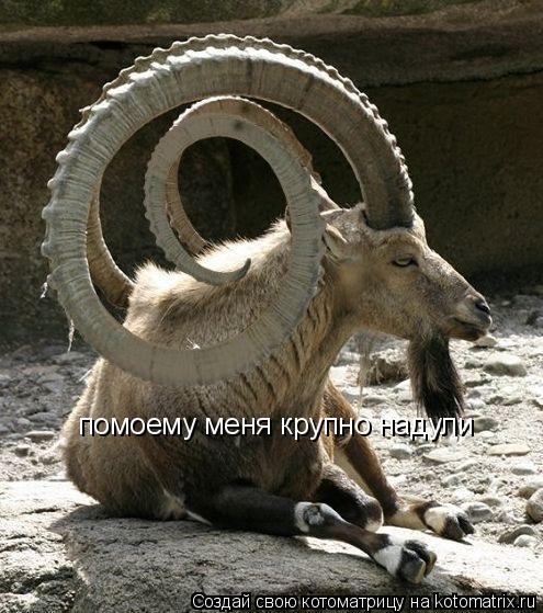 помоему меня крупно надули... Котоматрица: помоему меня крупно надули