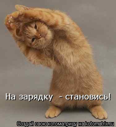 На зарядку - становись!... Котоматрица: На зарядку - становись!