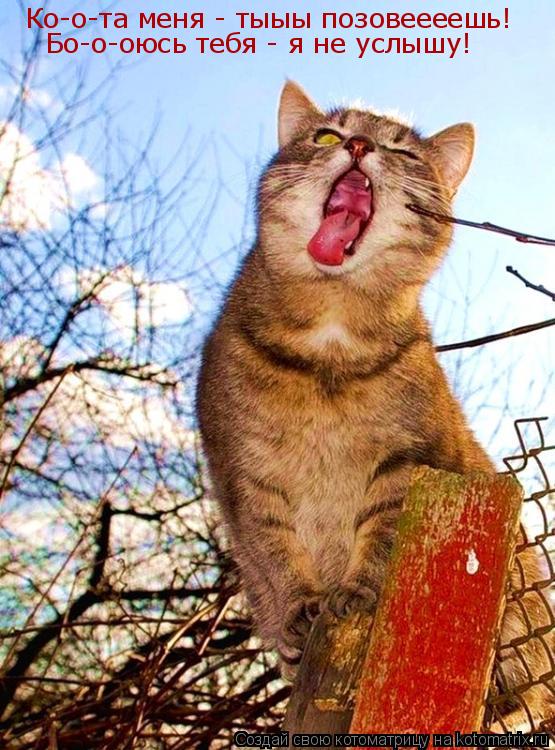 Ко-о-та меня - тыыы позовеееешь! Бо-о-оюсь тебя - я не услышу!... Котоматрица: Ко-о-та меня - тыыы позовеееешь! Бо-о-оюсь тебя - я не услышу!