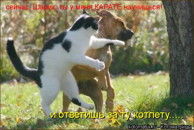 сейчас, Шарик, ты у меня КАРАТЕ научишься! и ответишь за ту котлету........ Котоматрица: сейчас, Шарик, ты у меня КАРАТЕ научишься! и ответишь за ту котлету.....