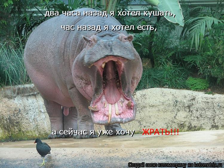 два часа назад я хотел кушать, час назад я хотел есть, а сейчас я уже хочу ЖРАТЬ!!!... Котоматрица: два часа назад я хотел кушать, час назад я хотел есть, а сейчас я уже хочу ЖРАТЬ!!!