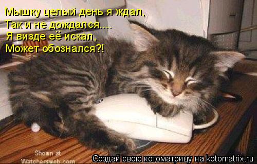 Так и не дождался.... Мышку целый день я ждал, Я визде ее искал, Может обознался?! ..... Котоматрица: Так и не дождался.... Мышку целый день я ждал, Я визде ее искал, Может обознался?! ..