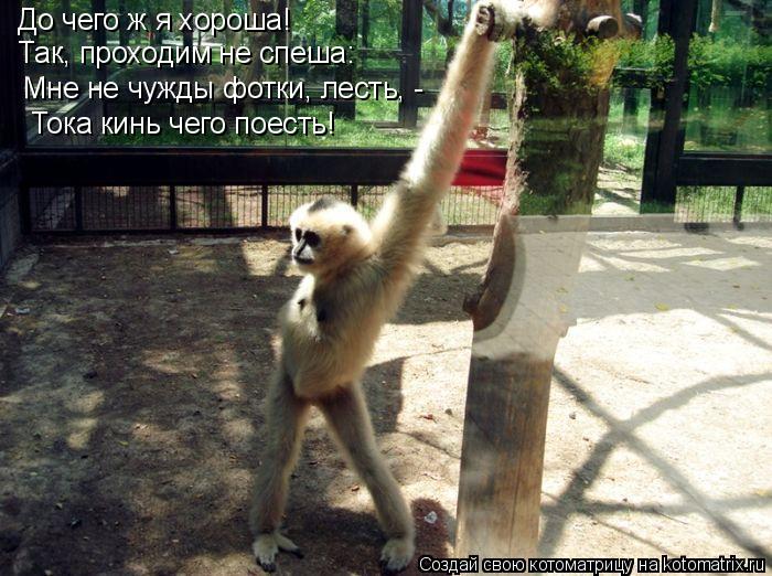 Котоматрица: До чего ж я хороша! Так, проходим не спеша:  Мне не чужды фотки, лесть, -  Тока кинь чего поесть!