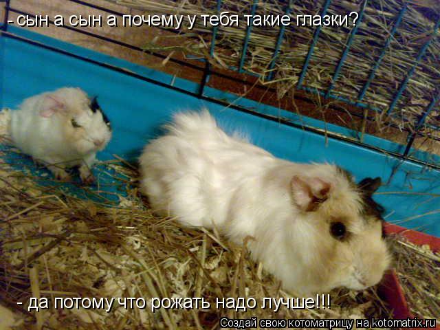 Котоматрица: сын а сын а почему у тебя такие глазки? да потому что рожать надо лучше!!! - -