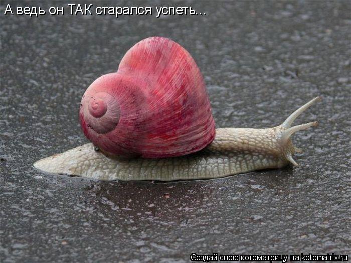 Котоматрица: А ведь он ТАК старался успеть...